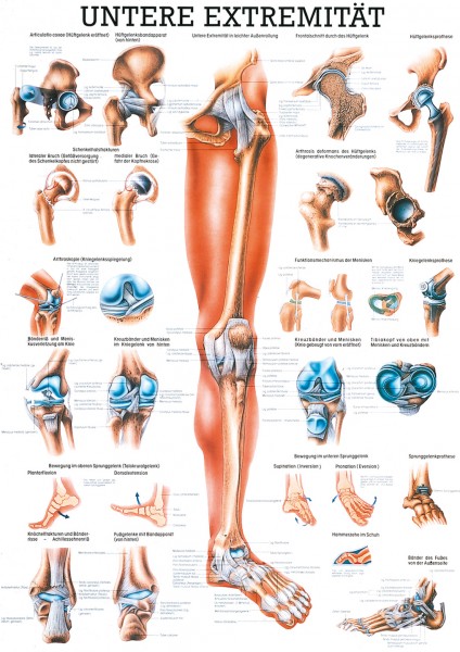 Lehrtafel: Die unteren Extremitäten
