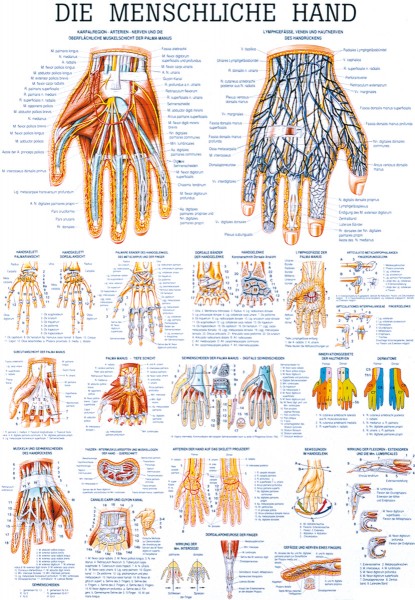 Lehrtafel: Die menschliche Hand