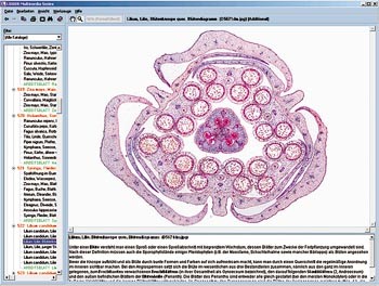 CD-ROM: Anatomie der Blütenpflanzen