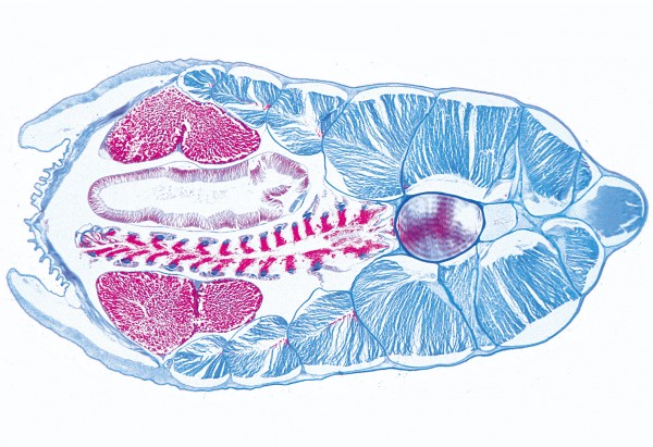 Branchiostoma lanceolatum,