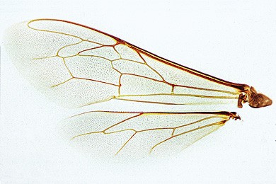 Apis mellifica, Honigbiene,