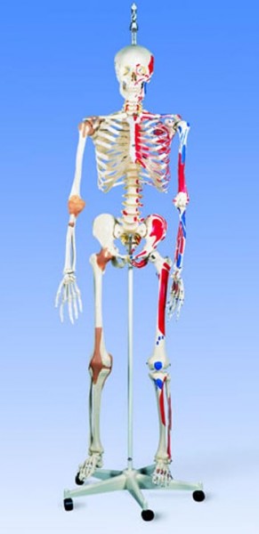 Menschliches Skelett Sam,