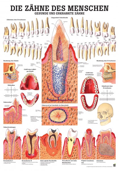 Lehrtafel: Die Zähne des Menschen