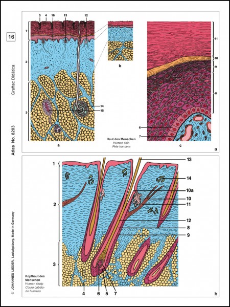 Histologie Mensch u. Säugetier