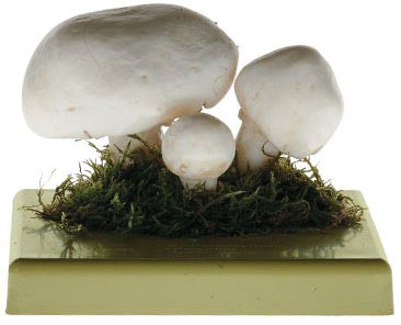 Wiesenchampignon