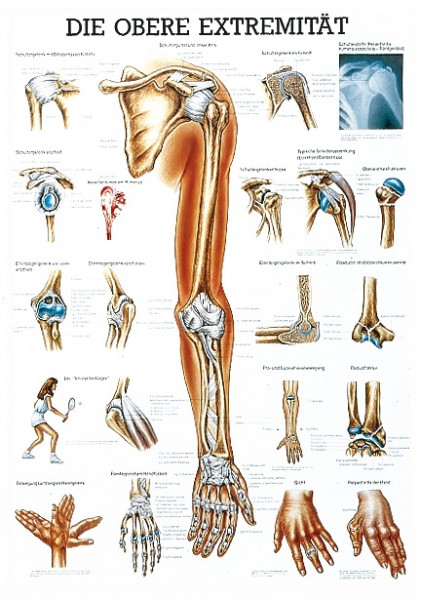 Lehrtafel: Obere Extremitäten,