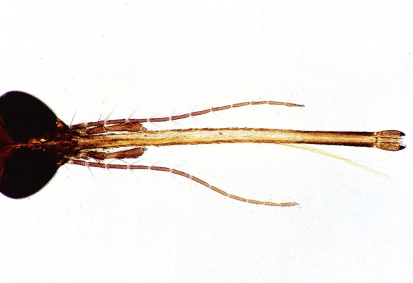 Culex pipiens, Stechmücke,Kopf