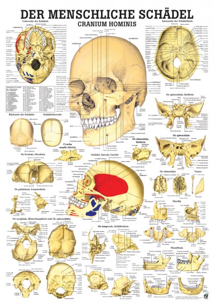 Lehrtafel: Der menschliche Schädel,