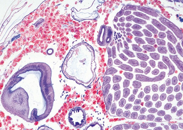 Apis mellifica, Honigbiene,