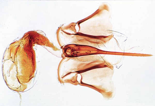 Apis mellifica, Honigbiene,