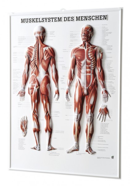 Relief-Tafel: Muskelsystem des