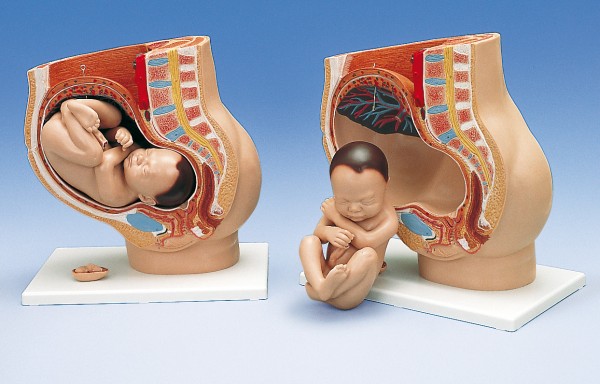 Schwangerschaftsbecken