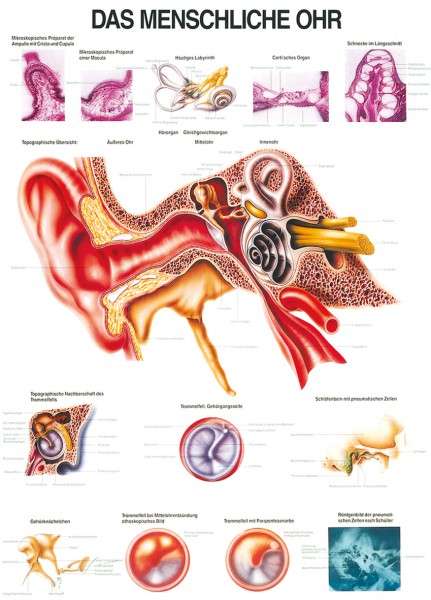 Lehrtafel: Das menschliche Gehör,