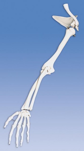 Arm-Skelett mit Schulterblatt