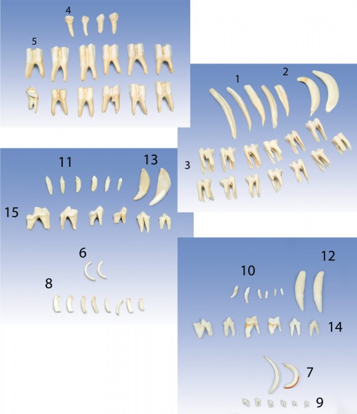 Typische Zahnformen von Säugetieren