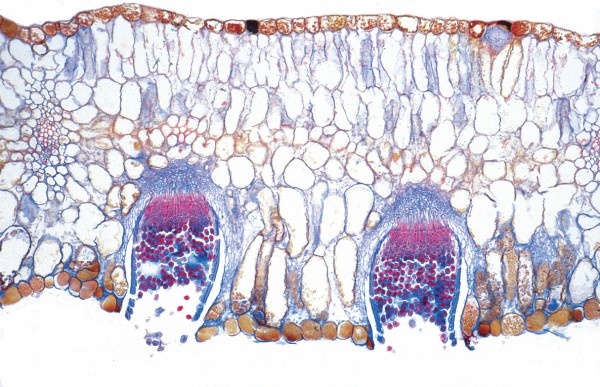 Puccinia graminis,Getreiderost